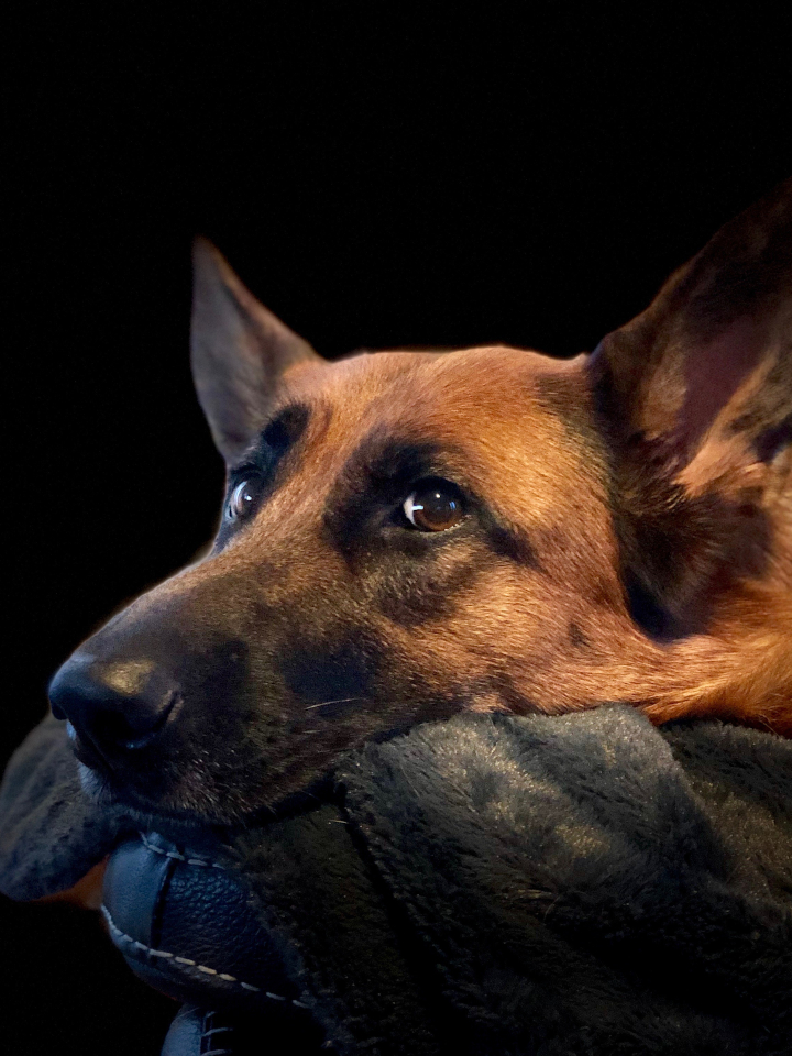 Ember the German Shepherd